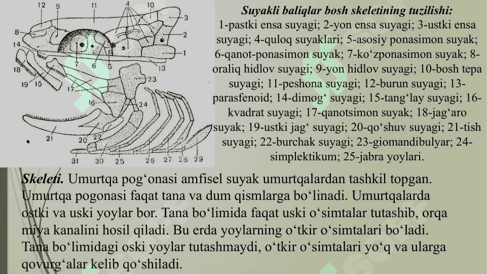 Suyakli baliqlar sinfi vakillarinng ichli tuzulishi 3