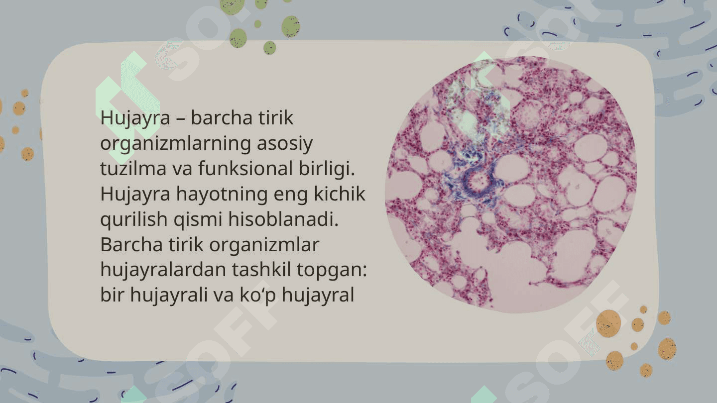 Hujayra 2