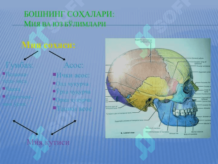 БОШ СОХАСИ БОШНИНГ МИЯ СОХАСИ КЛИНИК  АНАТОМИЯСИ ВА ОПЕРАТИВ ЖАРРОХЛИГИ 2