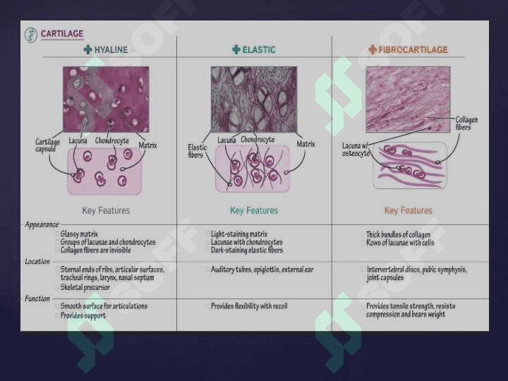 Cartilage and bone. Hyaline, elastic cartilago and fibrocartilago 3
