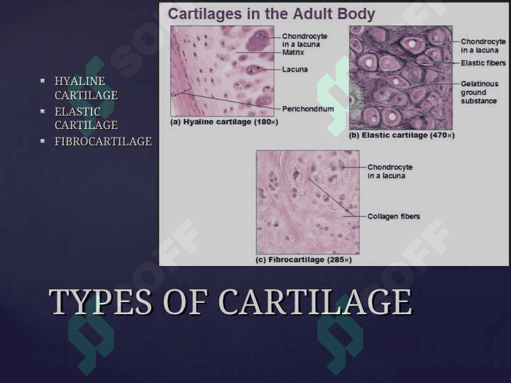 Cartilage and bone. Hyaline, elastic cartilago and fibrocartilago 5