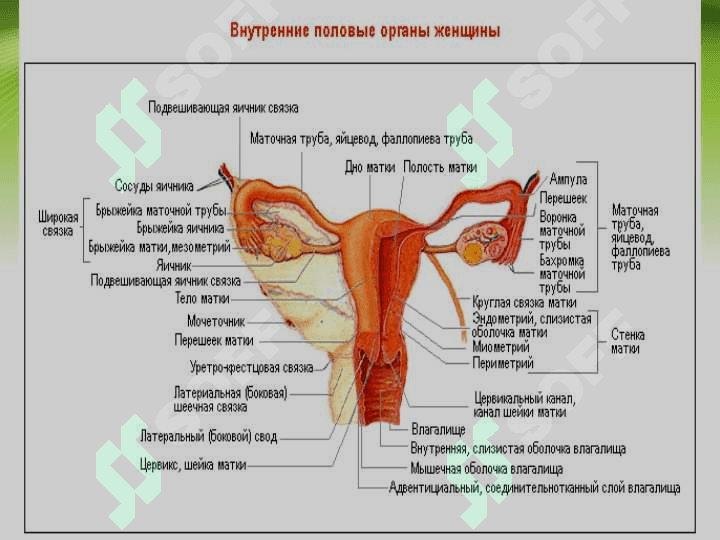 Tuxumdon havfsiz o'smalari . ТУХУМДОН ХАВФСИЗ УСМАЛАРИ 3