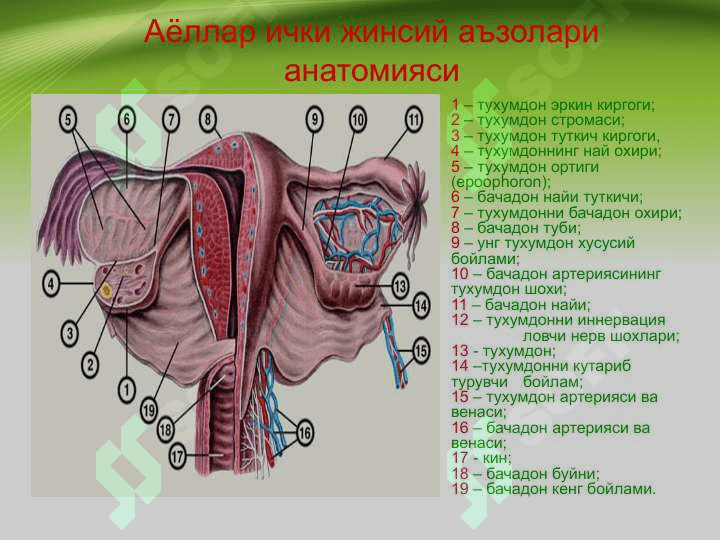 Tuxumdon havfsiz o'smalari . ТУХУМДОН ХАВФСИЗ УСМАЛАРИ 4