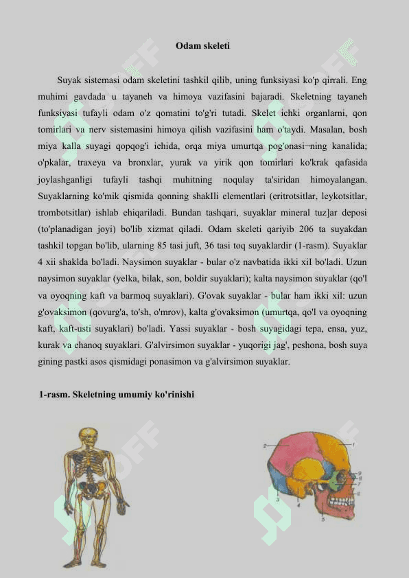 Tayanch-harakatlanish sistemasining tuzilishi 2