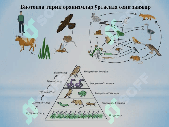 Ўзбекистон фаунасининг хилма-хиллик ҳолати ва қисқариш сабаблари 5