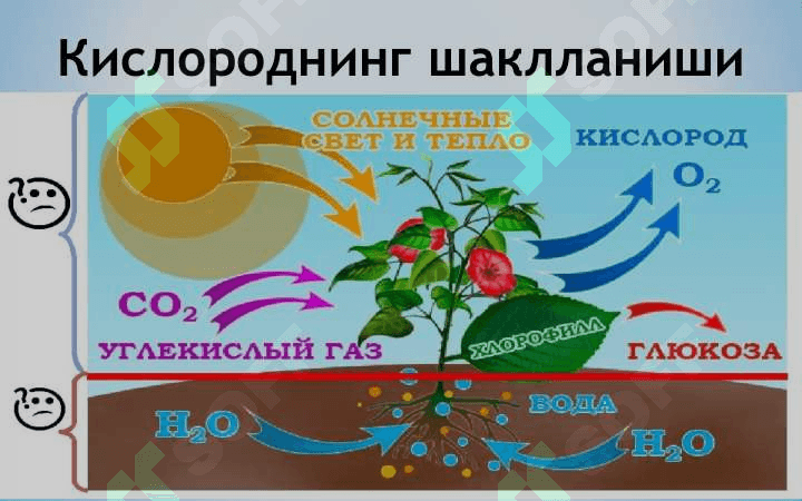 ЎРМОН ВА ҲАВОНИНГ ТАРКИБИ 6