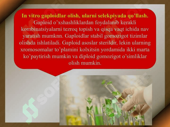 O’simliklar  selektsiyasida in vitro usulini qo’llash 4