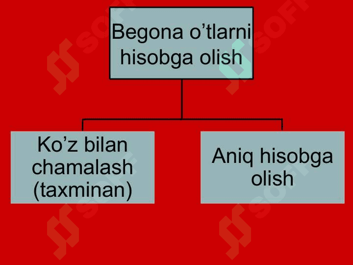 Begonа oʼtlаrni hisobgа olish 2