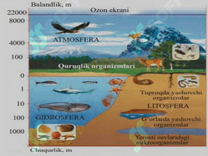 Biosfera va noosfera ta’limoti, biosferaning tarkibi, chegaralari, modda aylanishi va funksiyasi 4