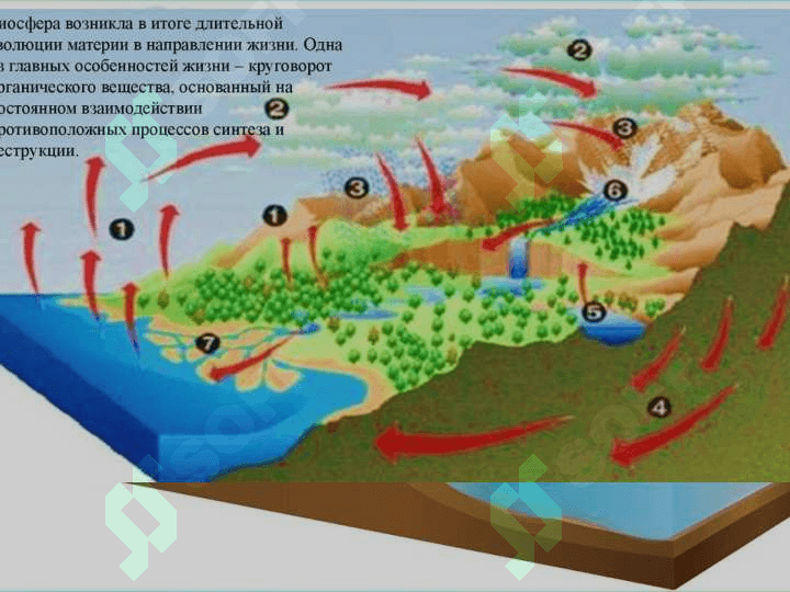 Biosfera va noosfera ta’limoti, biosferaning tarkibi, chegaralari, modda aylanishi va funksiyasi 8