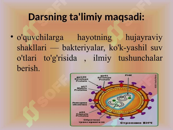 Hayotning hujayraviy shakllari 2