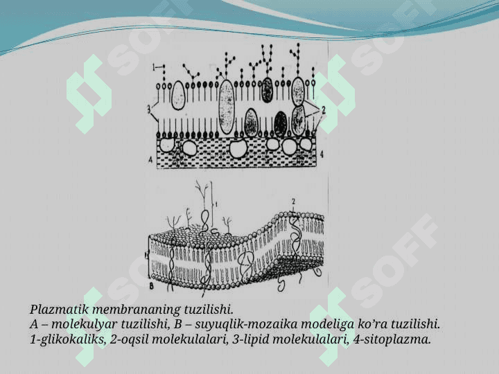Hujayra membranasi 3