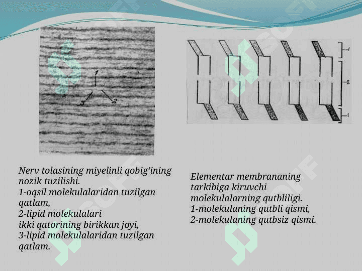 Hujayra membranasi 4
