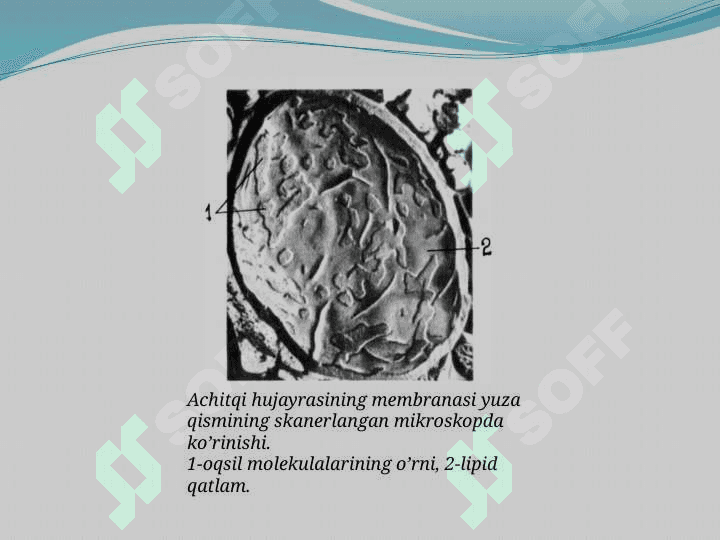 Hujayra membranasi 7