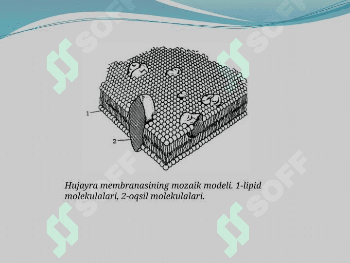Hujayra membranasi 8