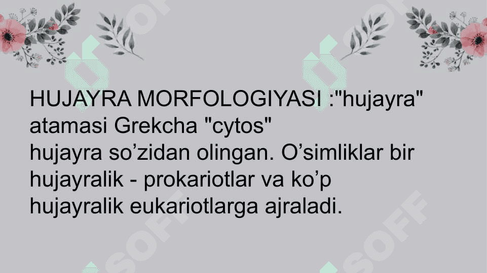 HUJAYRA TUZILMASI VA FUNKSIYALARI 2