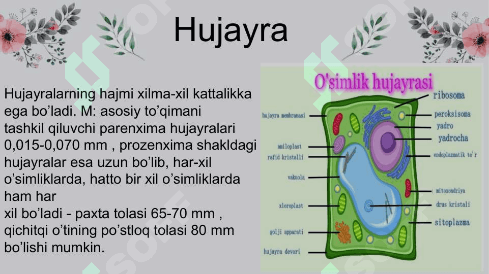 HUJAYRA TUZILMASI VA FUNKSIYALARI 4