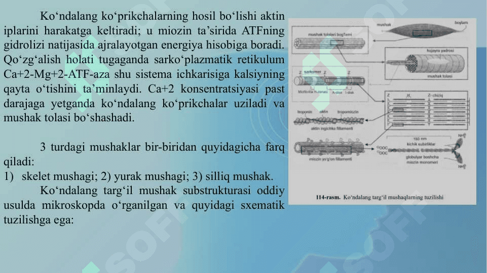 YURAK VA MUSHAK BIOKIMYOSI 6