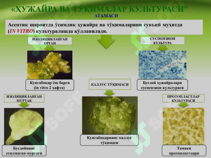 УЖАЙРА ВА ТЎҚИМАЛАР КУЛЬТУРАСИ МУҲАНДИСЛИГИ 7