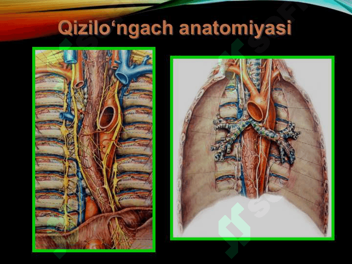 Qizilo’ngach kuyishi va yot jism 8