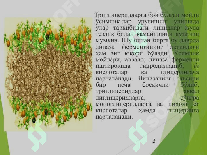 Ўсимликларда липидлар алмашинуви 3