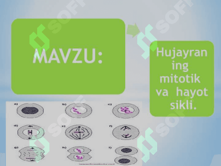 Hujayraning  mitotik  va  hayot  sikli. 2