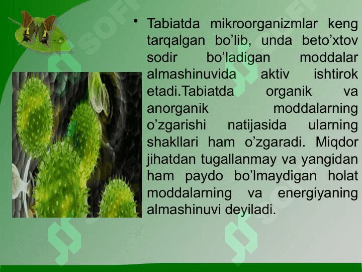 Mikroorganizmlarning tabiatda moddalar almashinuvidagi roli 3