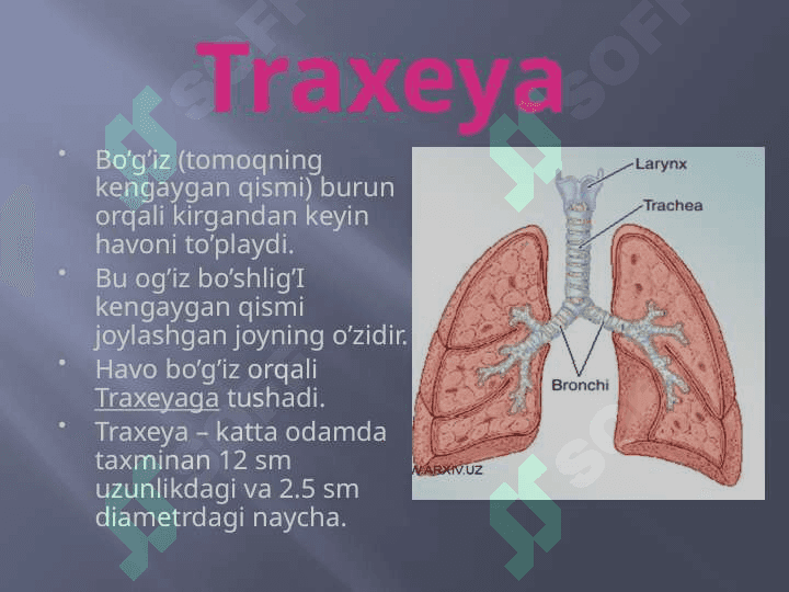 Odam nafas olish tizimi 5