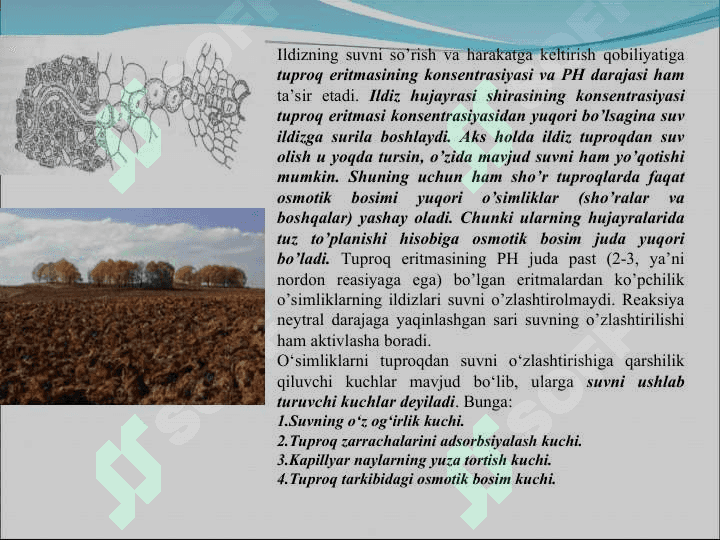 O’simliklarning  suvni so’rishiga tashqi muhit jmillarining ta’siri” 7