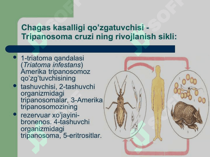 Odam parazitlari. 3