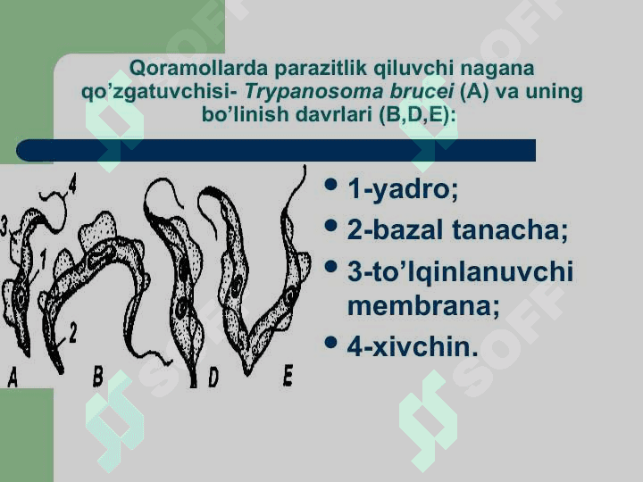 Odam parazitlari. 4