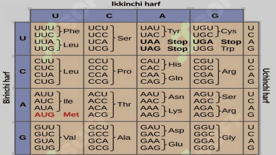 Oqsil biosintezi 4