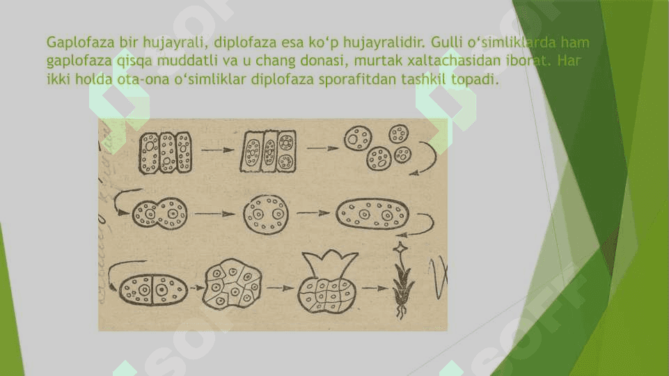 O’simlik va hayvonlarda nasillarning gallanishi 3