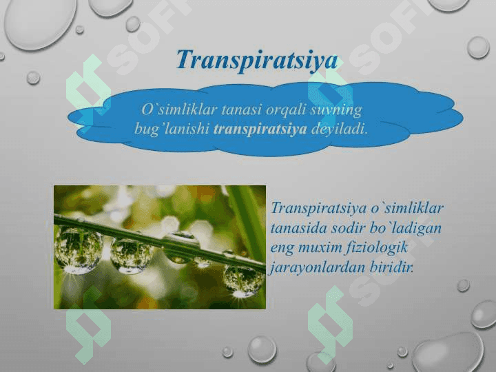 Transpiratsiya 2