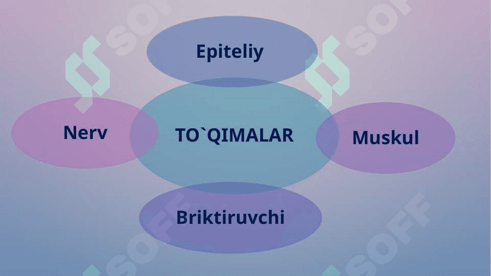 To’qimalar, organlar va organizm” mavzusida 1 soatlik taqdimoti 2