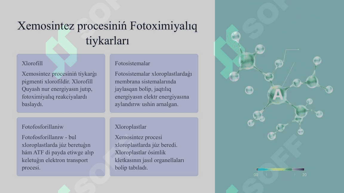 Xemosintez procesi 8