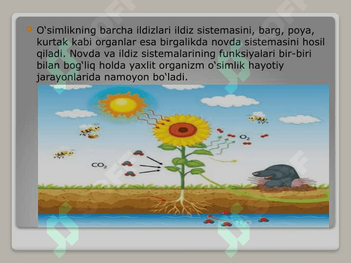 TIRIK ORGANIZMNING TUZILISHI 8