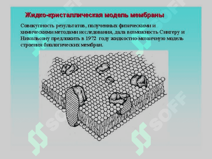 Биологик  мембраналар структураси ва функцияси 6