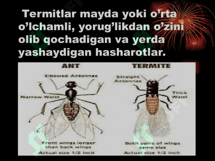 TErmitlar oilasi va hayot tarzi. 3