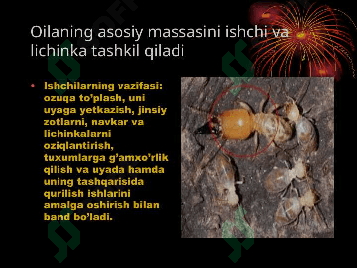 TErmitlar oilasi va hayot tarzi. 4
