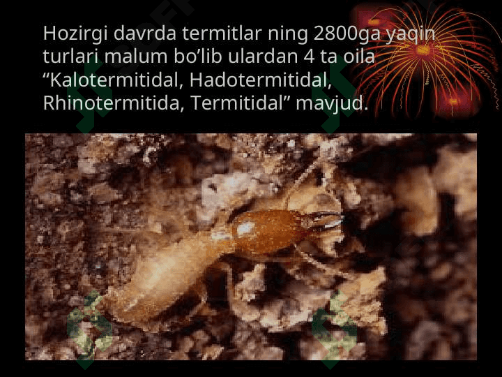 TErmitlar oilasi va hayot tarzi. 5