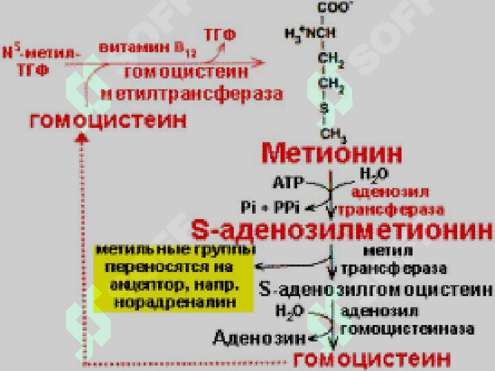 МЕТИОНИН АЛМАШИНУВИ. ТРАНСМЕТИЛЛАШ РЕАКЦИЯЛАРИ 7