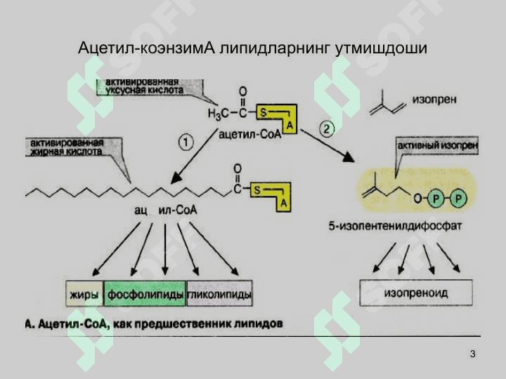 ЛИПИДЛАР АЛМАШИНУВИ 3