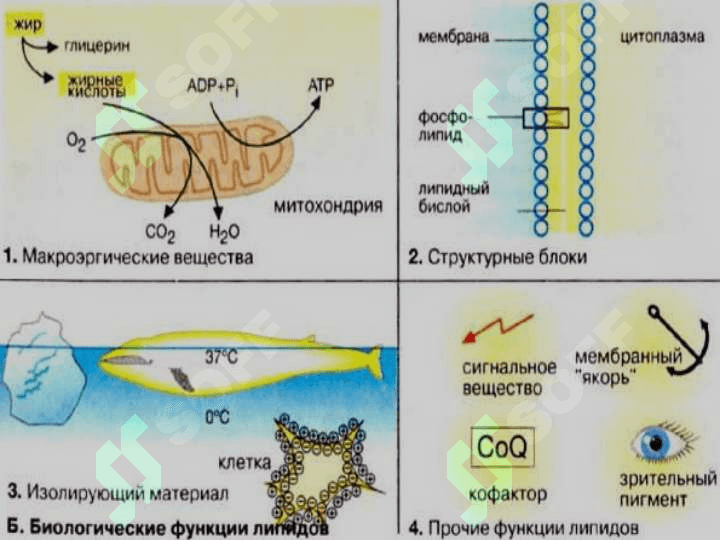 ЛИПИДЛАР АЛМАШИНУВИ ВА ФУНКЦИЯЛАРИ 7