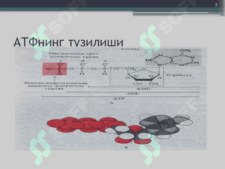 Биологик оксидланиш 4