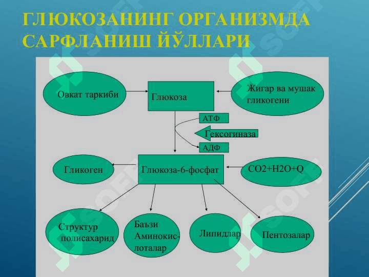 УГЛЕВОДЛАР АЛМАШИНУВИ ВА ФУНКЦИЯЛАРИ 5