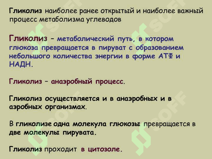 МЕТАБОЛИЗМ УГЛЕВОДОВ 2