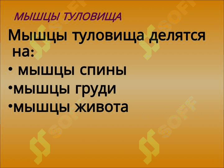 Мышцы  туловища 2