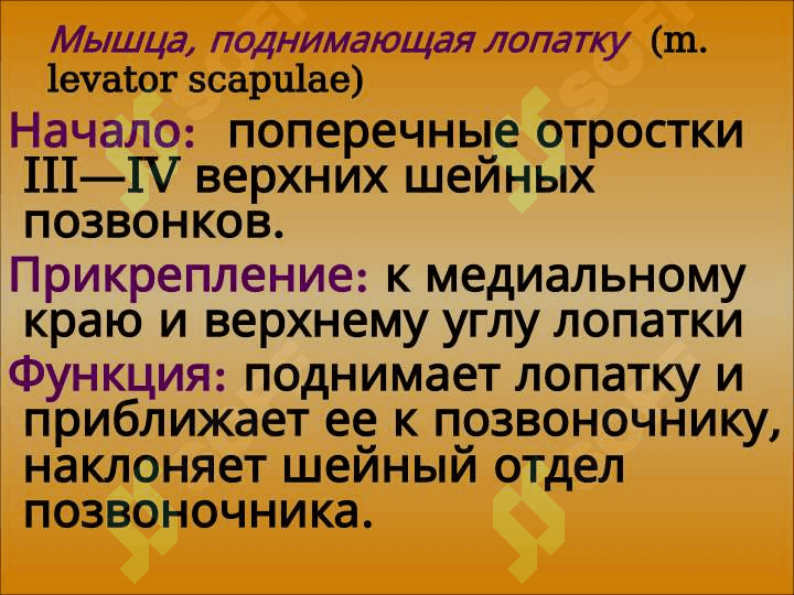Мышцы  туловища 8