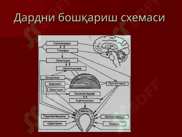 Патологик тугрук. Тугрукни актив ва пассив фазалари  чузилиши. Ёлгон тугрук 3